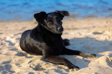 siyah köpek sahilde