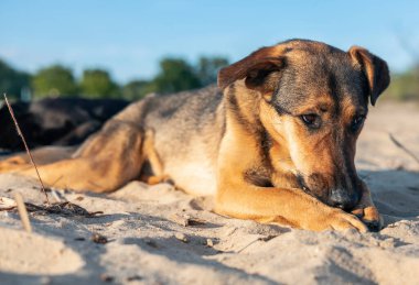 A dog is lying on the sand on the beach
