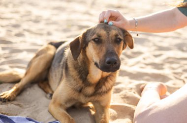 Köpek, insanı sever ve güvenir.