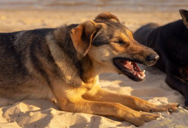 Kumsalda esneyen köpek