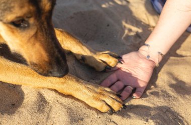 Bir kadın köpek besler.