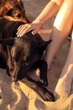 Bir kadın sokak köpeğini besler.