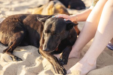 Bir kadın köpek besler.