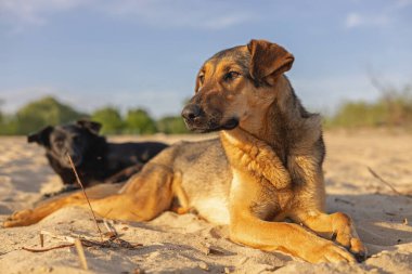 A dog is lying on the sand on the beach