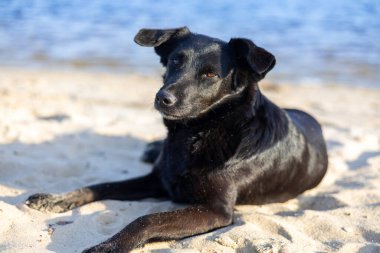 Arka planda deniz olan bir köpek kumsalda uzanıyor.