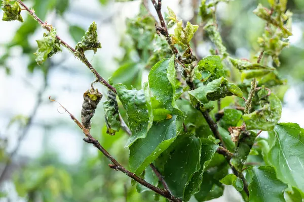 Yaprak bitleri tarafından yenen yeşil yapraklar