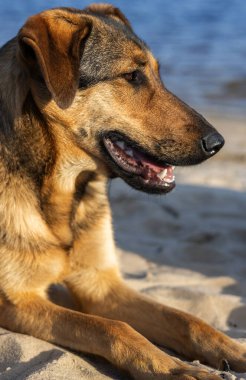 Güzel köpek okyanusa karşı