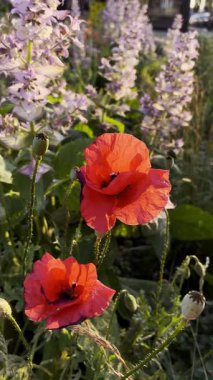 Gün batımında güzel kırmızı gelincikler