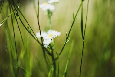 Yeşil çimenlerin ve papatyaların bulanık arkaplanı