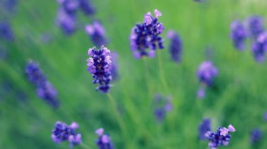 Güzel kokulu lavanta çiçekleri huzurlu yaz tarlalarında geniş bir alanda çiçek açıyor.