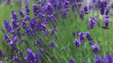 Güzel kokulu lavanta çiçekleri huzurlu yaz tarlalarında geniş bir alanda çiçek açıyor.