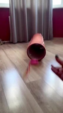 Kedi oyuncak tünelinde oynayan kedi.