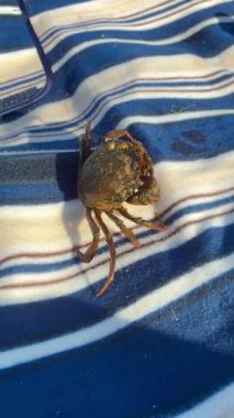 Denize karşı yengeç