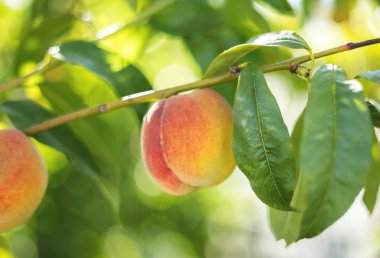 Ağaçta sulu şeftali