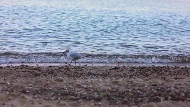 Güzel bir denizin manzarası