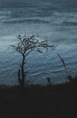 Denize karşı bir ağacın silueti