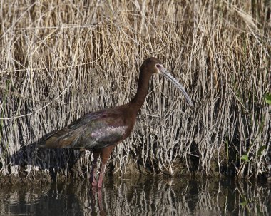 Beyaz yüzlü Ibis (plegadis chihi) bir sulak arazinin kenarında duruyor.