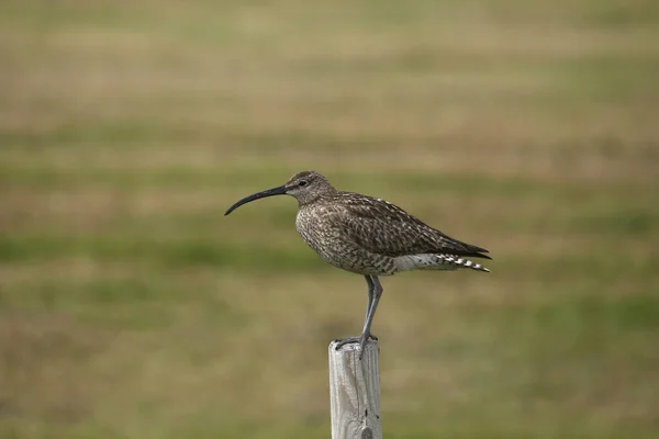 Whimbrel Numenius Phaeopus Perched Wooden Fence Post — Stock Photo, Image