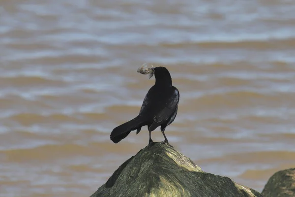 Amerikanische Krähe Corvus Brachythynchos Mit Einem Kleinen Fisch Schnabel — Stockfoto