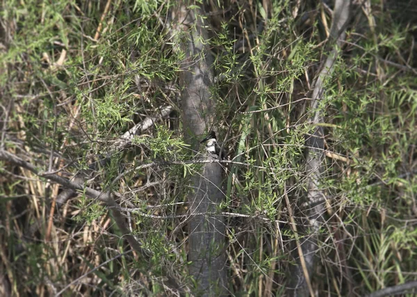 Green Kingfisher Самка Chloroceryle Felicana Почти Спрятанная Питомнике — стоковое фото