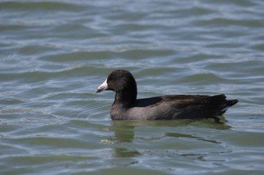 American Coot (fulica americana) bir gölde yüzüyor