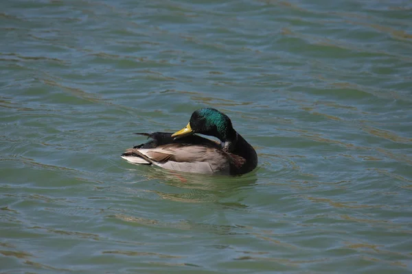 Mallard Duck Macho Anas Platyrhynchos Acicala Mientras Flota Lago — Foto de Stock