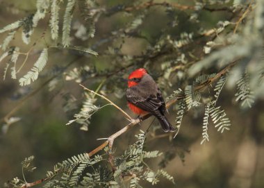Vermilion sinekkapanı (pyrocephalus obscurus) yapraklı bir ağaca tünemiştir.