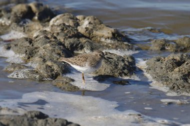 En az Çulluk (calidris minutilla) kayalık bir kıyı şeridinde arama yapıyor