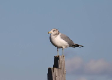 Kaliforniya martısı (üreme yoksunu) (larus calizina) ahşap bir direğe tünemiştir.