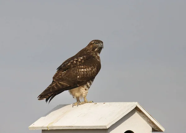 Red Tailed Hawk Buteo Jamaicensis Perched Wooden Bird House — Stock Photo, Image