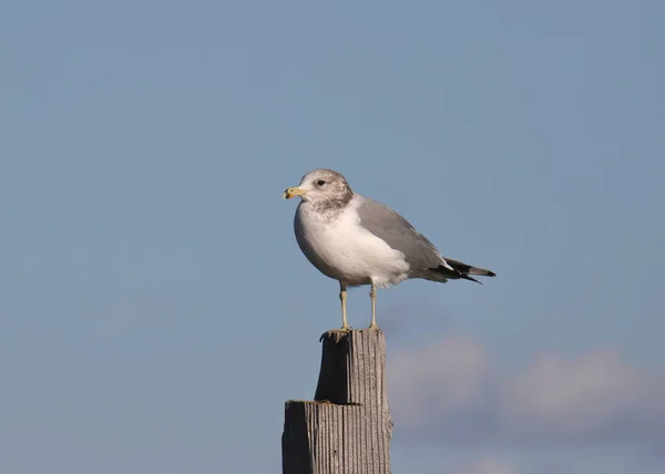 Mewa Kalifornijska Niehodowlana Larus Californicus Siedząca Drewnianym Słupie — Zdjęcie stockowe