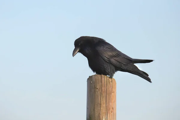Corvo Comum Corvus Corax Empoleirado Poste Madeira — Fotografia de Stock