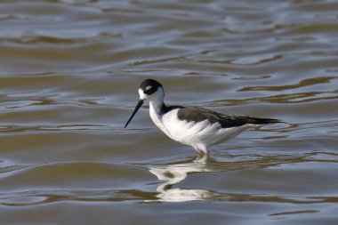 Siyah boyunlu Stilt (himantopus mexicanus) sığ sularda duruyor