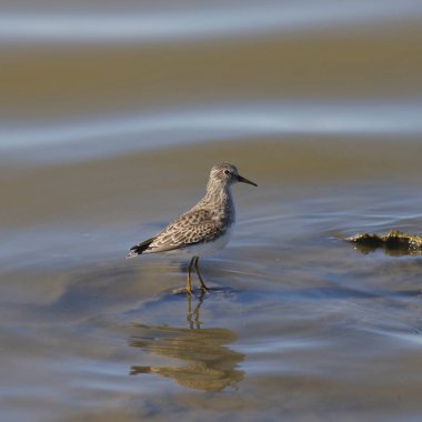 En az Sandpiper (calidris minutilla) sığ suda duruyor