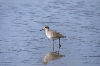 Willet (üreme yoksunluğu) (tringa semipalmata) sığ sularda arama