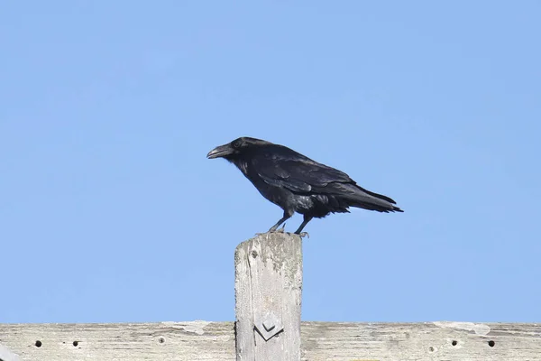 Közönséges Holló Corvus Corax Ültetett Egy Kerítés — Stock Fotó