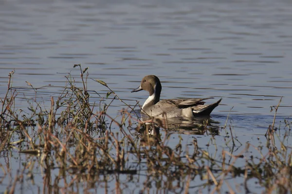 Northern Pintail Male Anas Acutas Swimming Messy Pond — стоковое фото