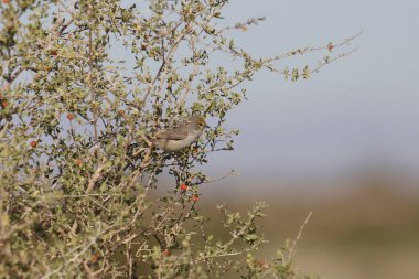 Verdin (auriparus flaviceps) bir çalılığa tünedi