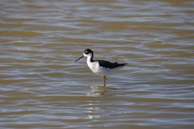 Siyah boyunlu Stilt (himantopus mexicanus) sığ sularda duruyor