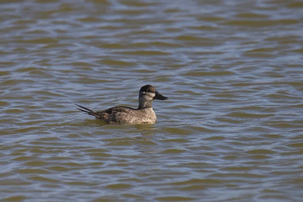 Ruddy Duck Fêmea Oxjura Jamaicensis Nadando Uma Lagoa — Fotografia de Stock