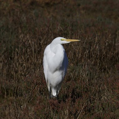 Büyük Akbalıkçıl (ardea alba) otlak bir çayırda duruyor