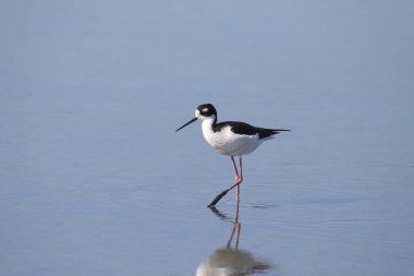 Siyah boyunlu Stilt (himantopus mexicanus) sığ sularda yüzüyor