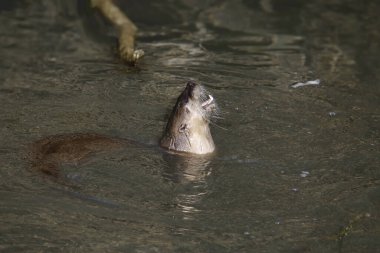 River Otter (lontra canadensis) dişlerini gösteriyor