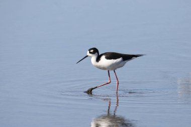 Siyah boyunlu Stilt (himantopus mexicanus) sığ sularda yüzüyor