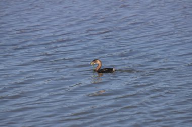 Pied-bill Grebe (podilymbus podiceps) gagasında küçük bir balıkla