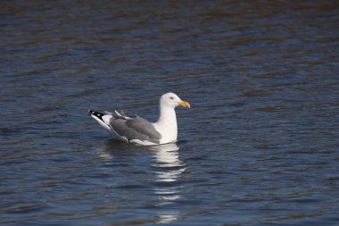 Batı Martı (larus oksidentalis) okyanusta yüzüyor