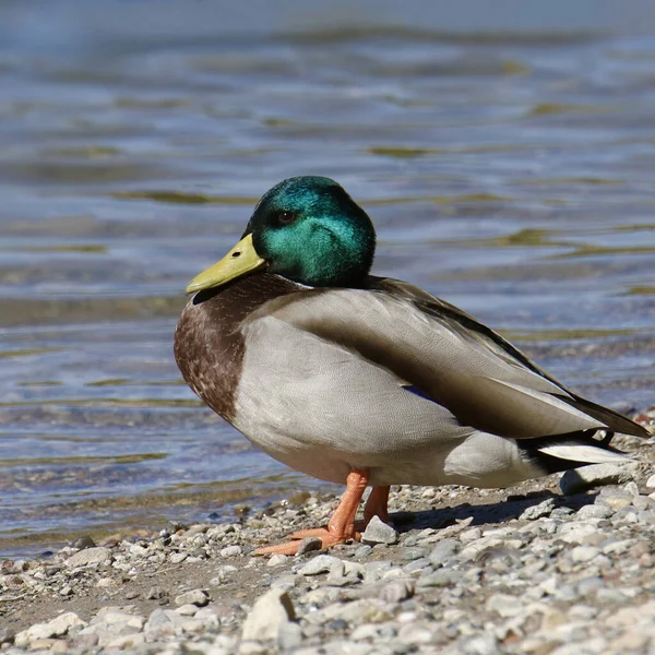 Κοντινό Πλάνο Ενός Αρσενικού Mallard Duck Anas Platyrhynchos — Φωτογραφία Αρχείου