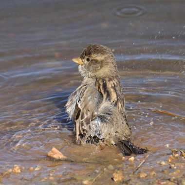 Sparrow Hanesi (kadın) (Geçen hanı) gölette banyo yapıyor