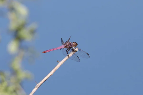 Roseate Skimmer Libelle Orthemis Ferruginea Sitzt Ende Eines Kleinen Zweiges — Stockfoto