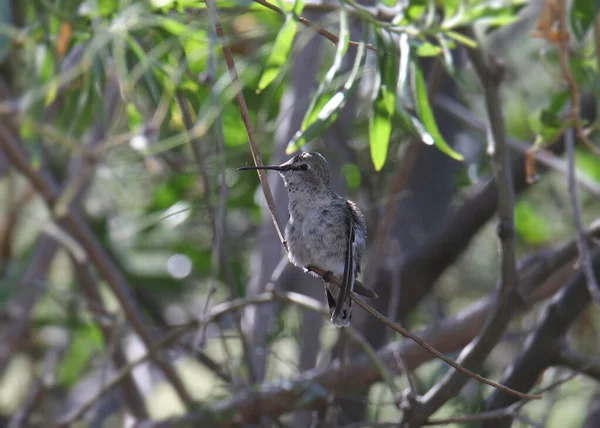 Anna Hummingbird Fêmea Calypte Anna Empoleirado Uma Árvore Frondosa — Fotografia de Stock